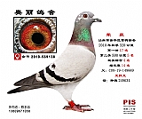 金平2010-569138雌